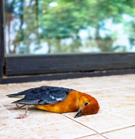 Essendon Dead Animal Removal