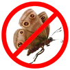 Moth Control Essendon